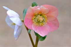 散歩の途中で。６