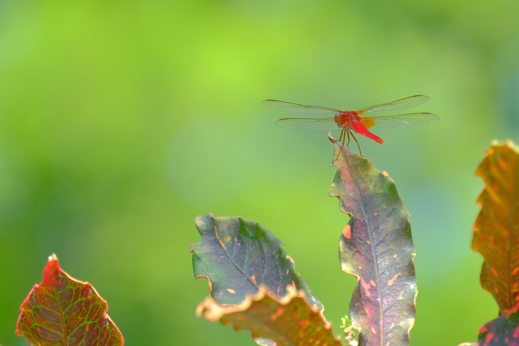 散歩の途中で。Ⅲ