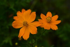 キバナコスモス