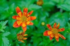 散歩の途中で。⑨