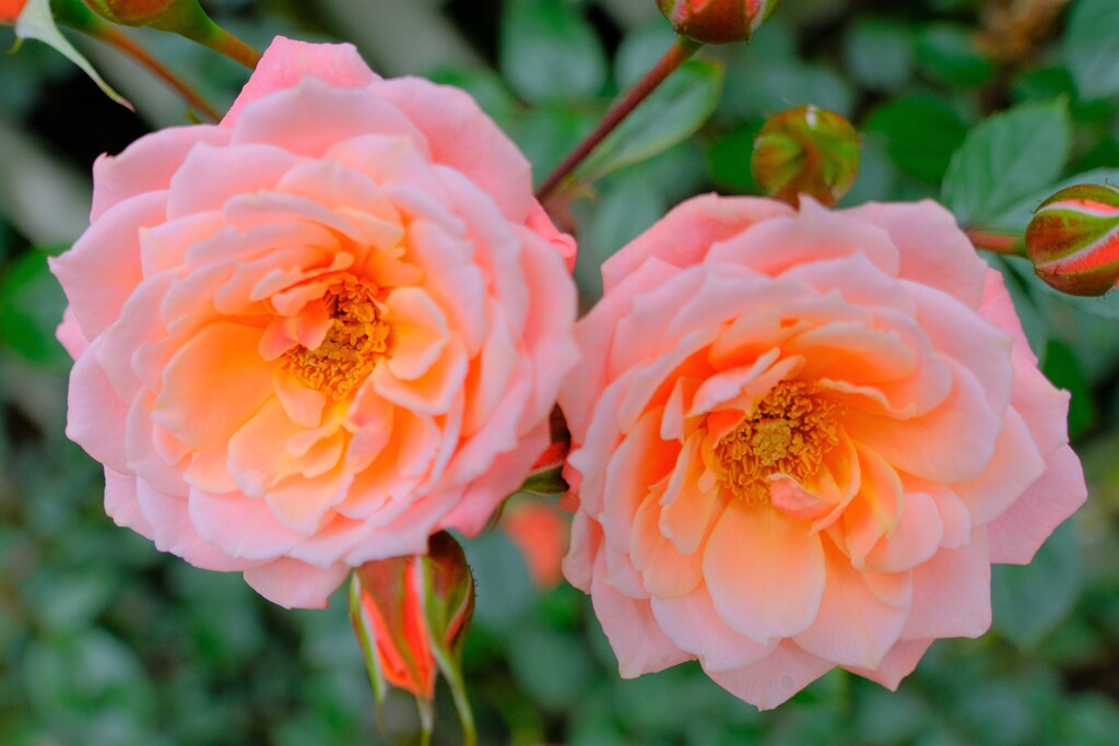 散歩の途中で。9