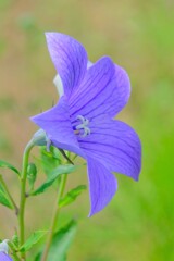 散歩の途中で。Ⅸ