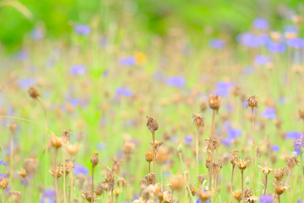 散歩の途中で。