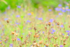 散歩の途中で。