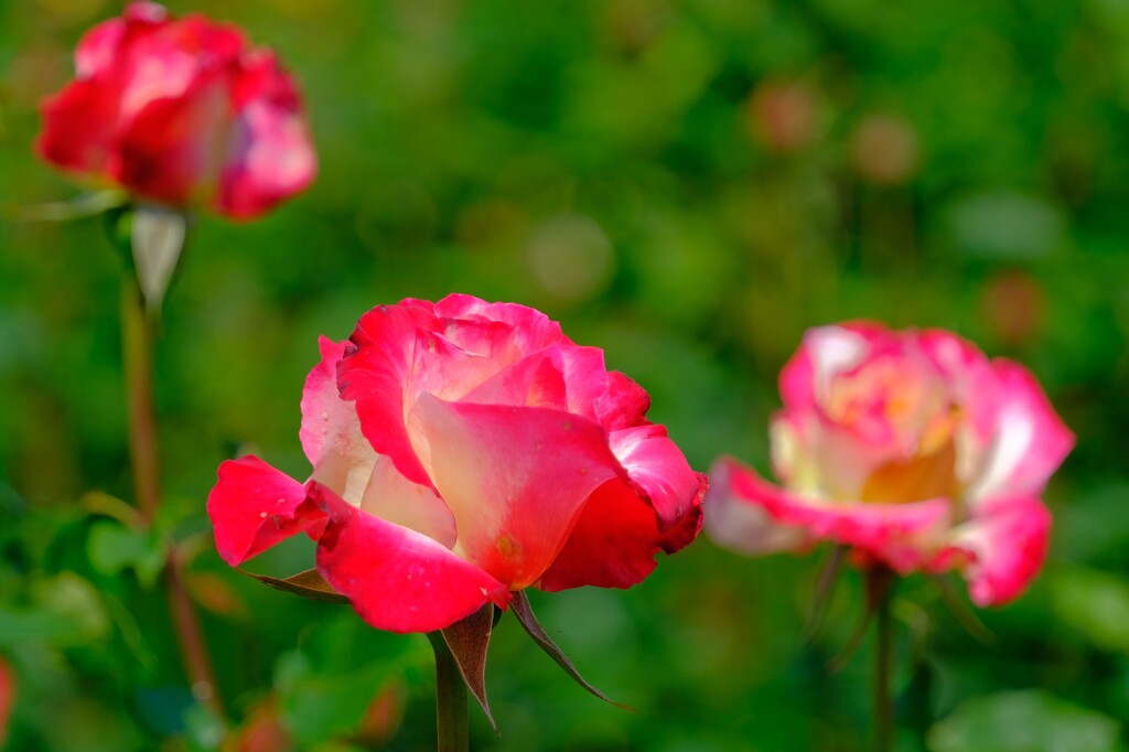 散歩の途中で。⑧