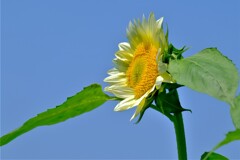 散歩の途中で。１