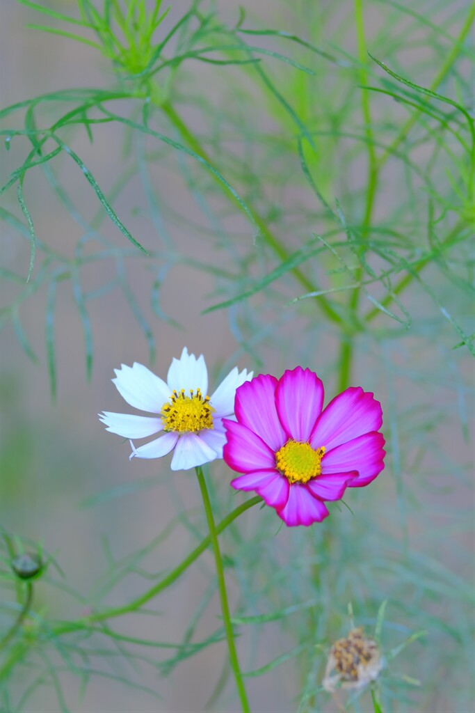 散歩の途中で。８