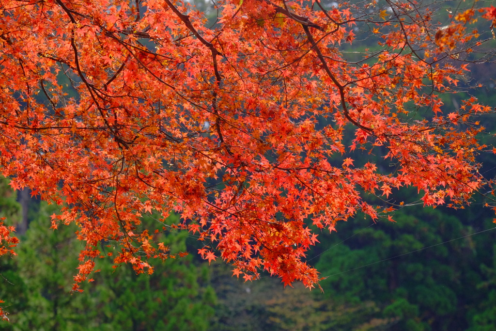 散歩の途中で、遠出 7