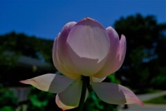 散歩の途中で。５