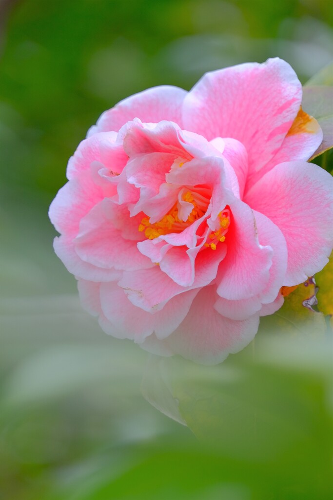 散歩の途中で。6