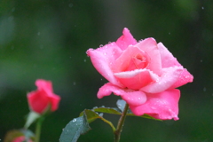 散歩の途中で。