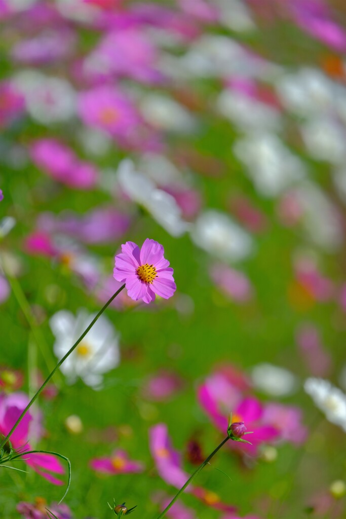 散歩の途中で。Ⅱ