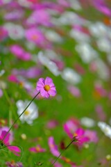 散歩の途中で。Ⅱ