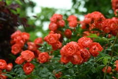 薔薇-４
