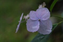 散歩の途中で。Ⅵ