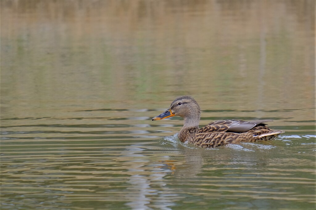 散歩の途中で。１