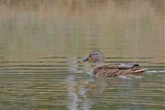 散歩の途中で。１