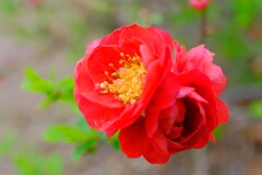 散歩の途中で。5