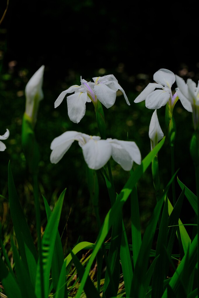 散歩の途中で。Ⅰ