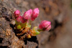 散歩の途中で。4