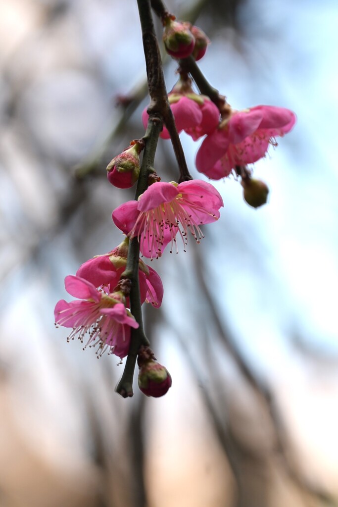 枝垂れ梅
