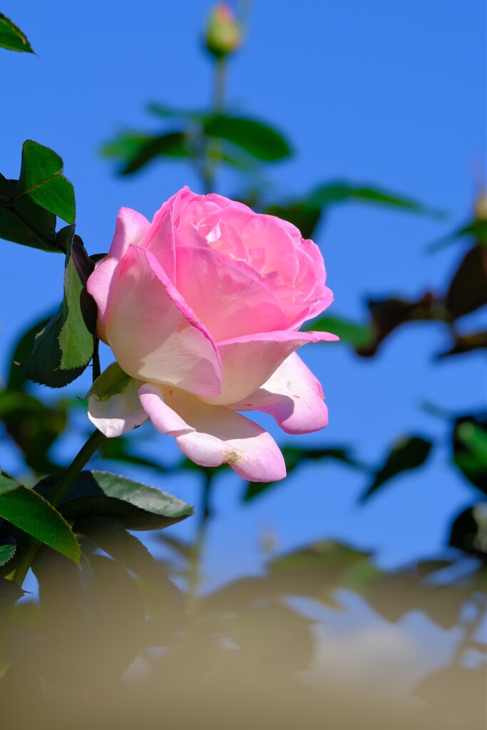 散歩の途中で。5