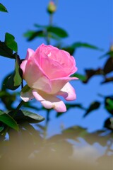 散歩の途中で。5