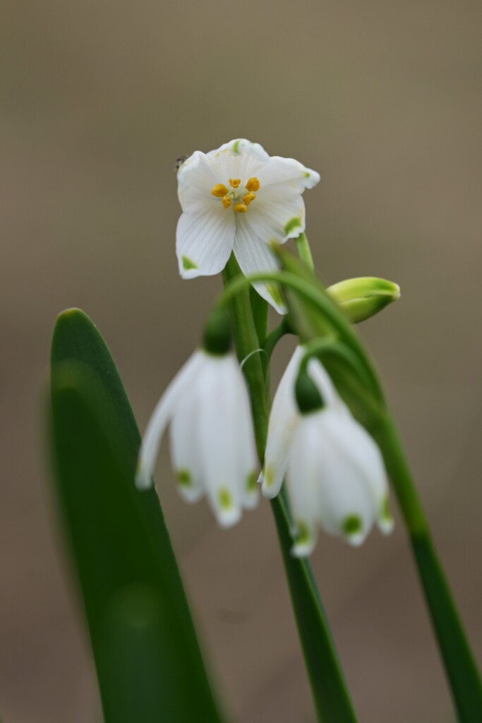 スノーフレーク