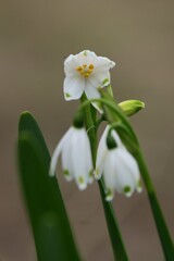 スノーフレーク