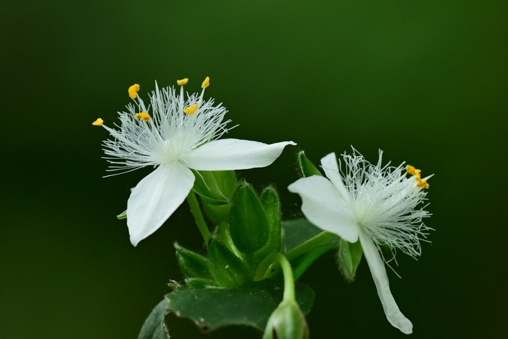 トキワツユクサ