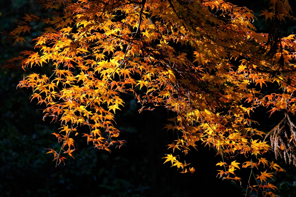 散歩の途中で。④