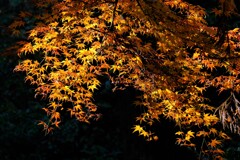 散歩の途中で。④