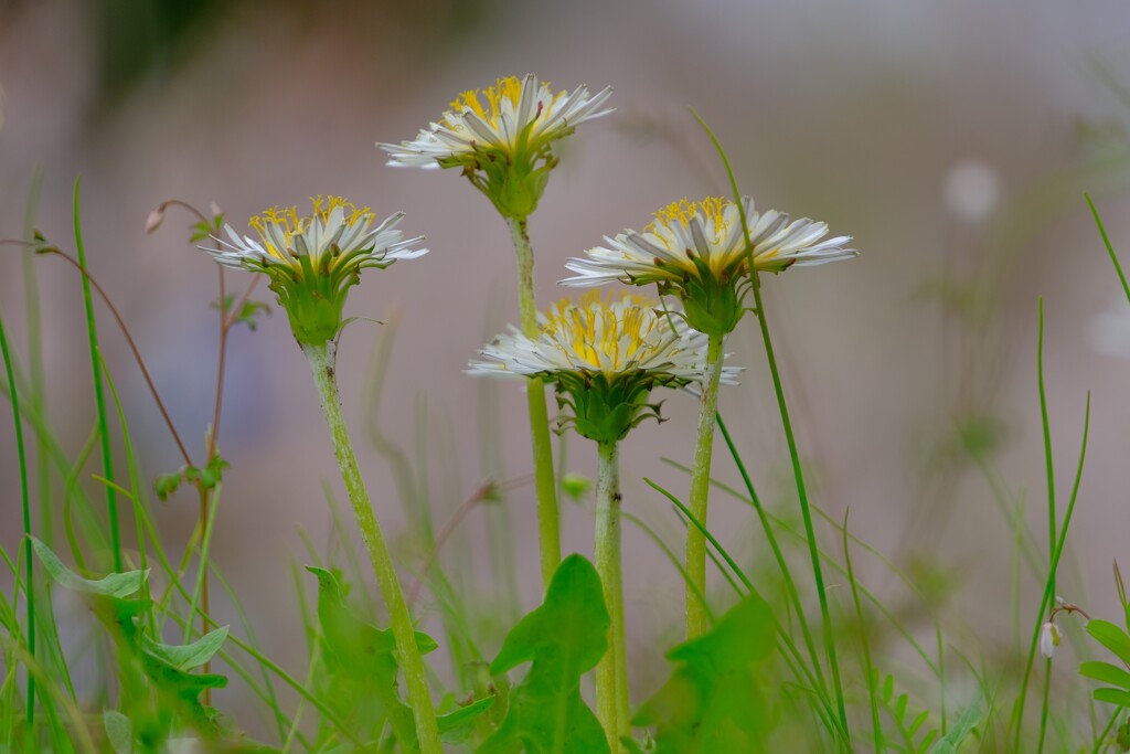 散歩の途中で。Ⅳ