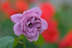 散歩の途中で。