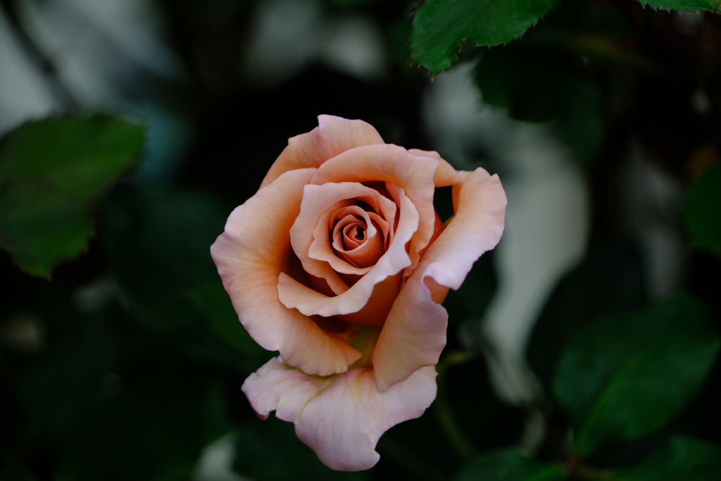 散歩の途中で。8