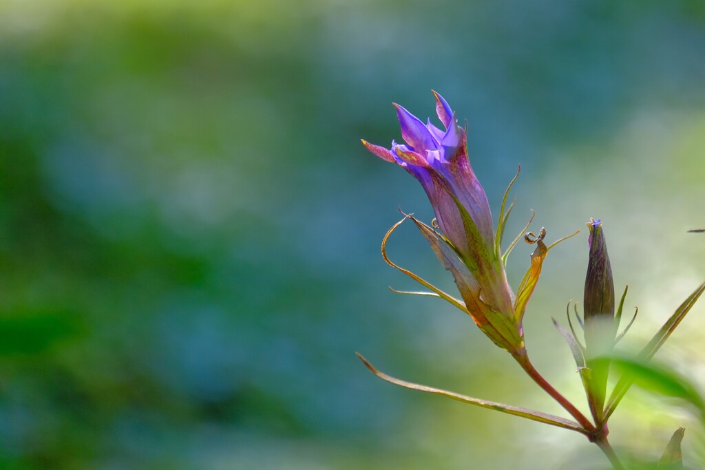 散歩の途中で。③