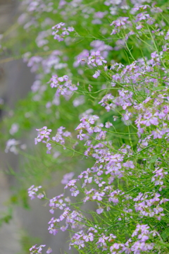 (4)散歩の途中で。9