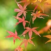 紅葉-3