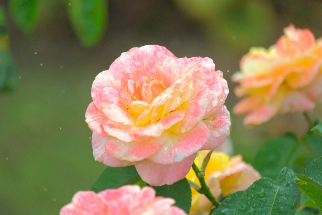 散歩の途中で。