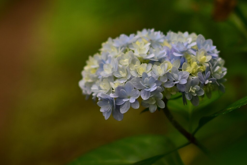 アジサイ（３）