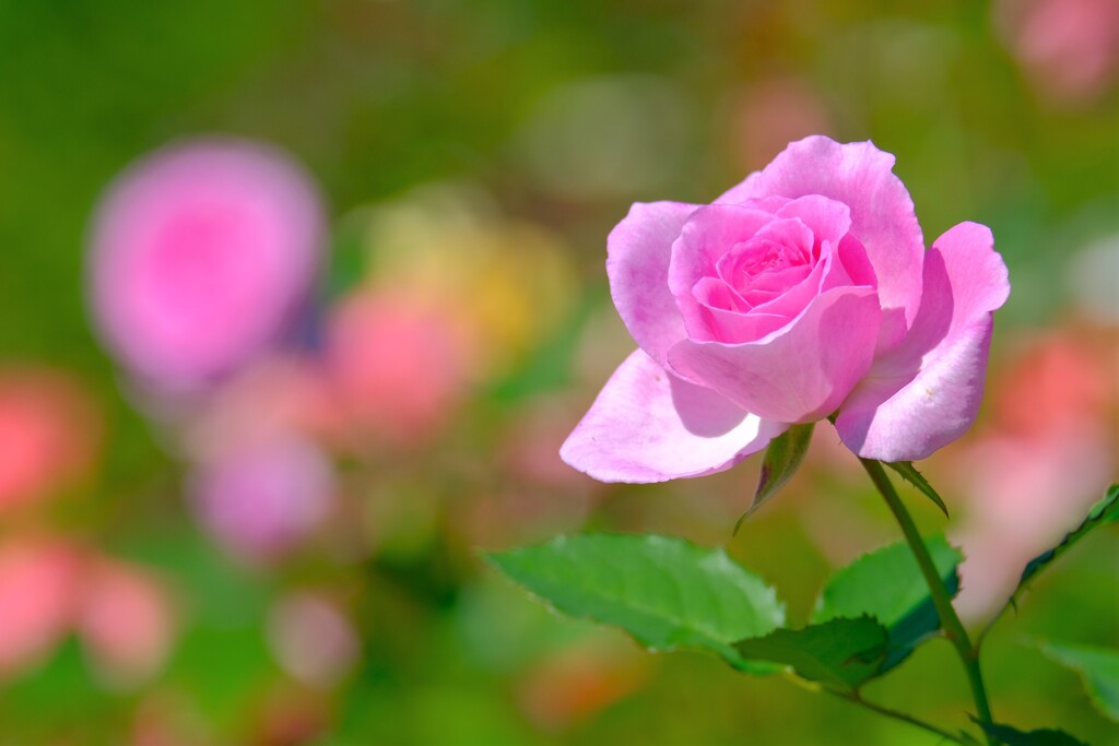 散歩の途中で。１