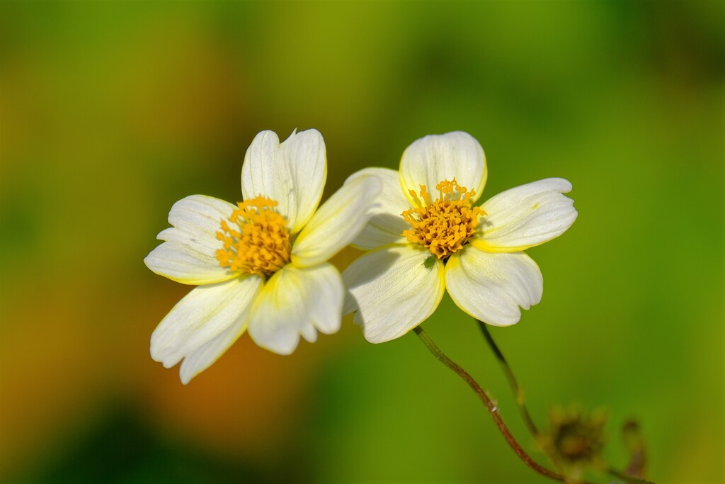散歩の途中で。Ⅵ