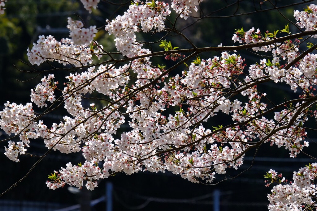 桜(藤沢引地川親水公園）６