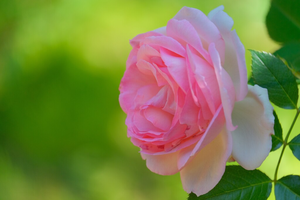 散歩の途中で。