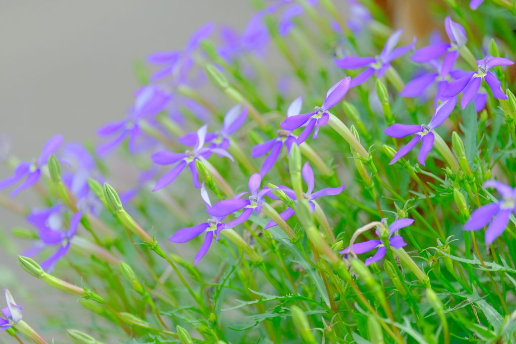 散歩の途中で。