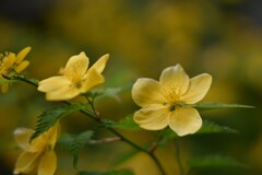 ヤマブキ