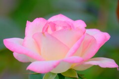 散歩の途中で。