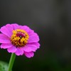 DSCF7022