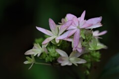 散歩の途中で。8