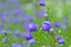 散歩の途中で。Ⅴ